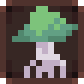 Fungal Colony